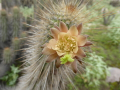Weberbauerocereus weberbaueri