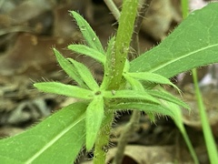 Triosteum angustifolium