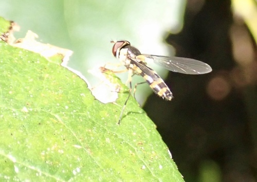Banded Thintail photo 5
