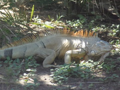 Iguana iguana