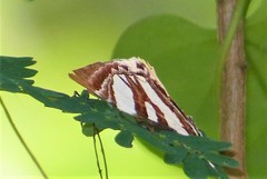Sarbanissa vitalis