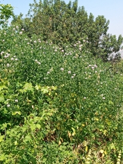 Bituminaria bituminosa