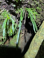 Notogrammitis billardierei