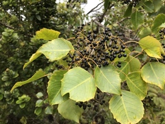 Cheirodendron trigynum