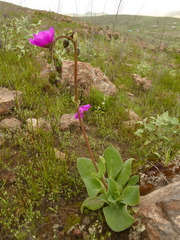 Cistanthe paniculata