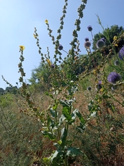 Verbascum galilaeum