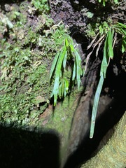 Notogrammitis billardierei