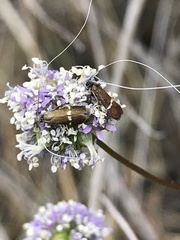 Adela singulella