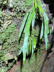 Notogrammitis billardierei