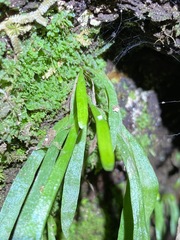 Notogrammitis billardierei