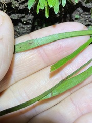 Notogrammitis billardierei