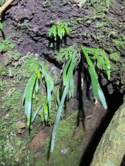 Notogrammitis billardierei