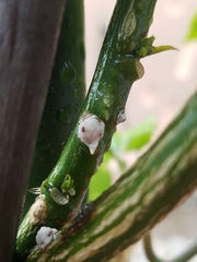 Ceroplastes rusci