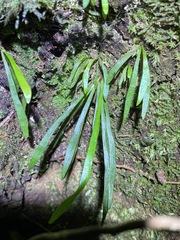 Notogrammitis billardierei