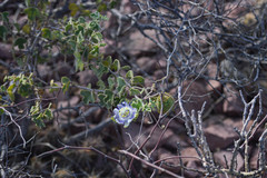 Passiflora fruticosa