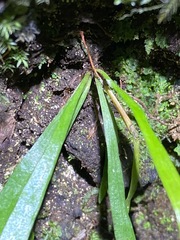 Notogrammitis billardierei