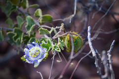Passiflora fruticosa