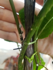 Ceroplastes rusci