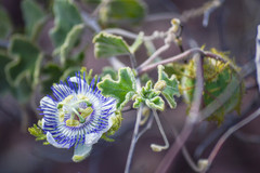 Passiflora fruticosa