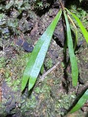 Notogrammitis billardierei