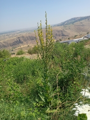 Verbascum galilaeum