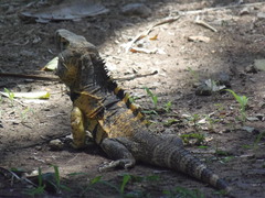 Ctenosaura pectinata