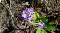 Primula denticulata