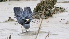 Yellow-Crowned Night Heron photo 5