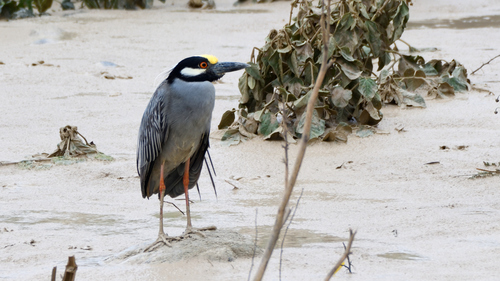 Yellow-crowned Night Heron, photo 10 of 10