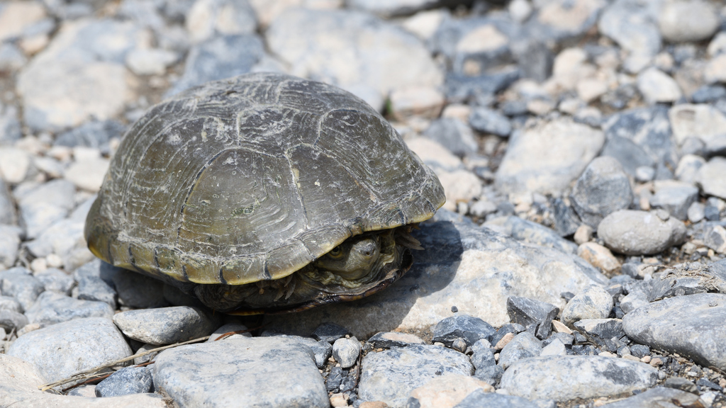 Yellow Mus Turtle Yellow Mud Turtle from Bustamante, N.L., México on May 15, 2021 at 04: ...