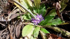 Primula denticulata