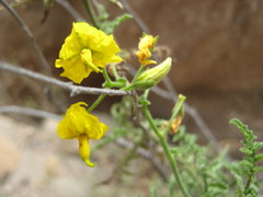 Solanum corneliomulleri