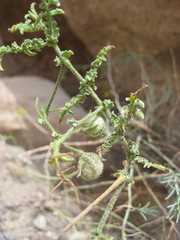 Solanum corneliomulleri