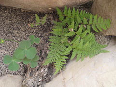 Myriopteris myriophylla