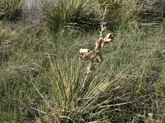 Yucca glauca