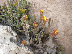 Sedum ignescens