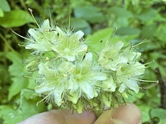 Hydrophyllum macrophyllum