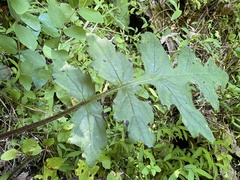 Hydrophyllum macrophyllum