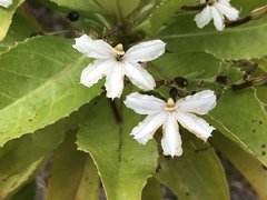 Scaevola chamissoniana