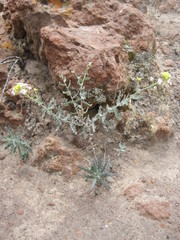 Neuontobotrys lanata