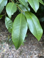 Syzygium johnsonii