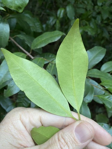 Image of Syzygium johnsonii by (c) Greg Tasney, some rights reserved (CC BY-SA)