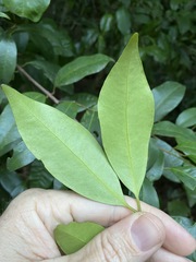Syzygium johnsonii