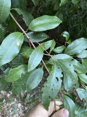 Syzygium johnsonii