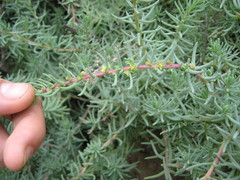 Suaeda foliosa