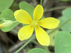 Oxalis illinoensis