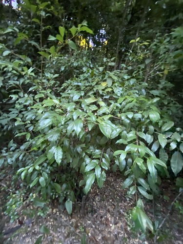 Image of Syzygium johnsonii by (c) Greg Tasney, some rights reserved (CC BY-SA)