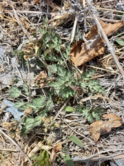 Corydalis magadanica