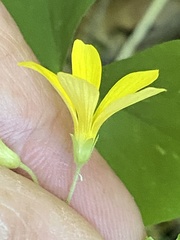 Oxalis illinoensis
