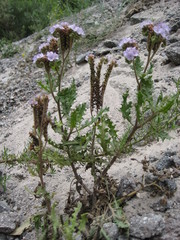 Phacelia pinnatifida